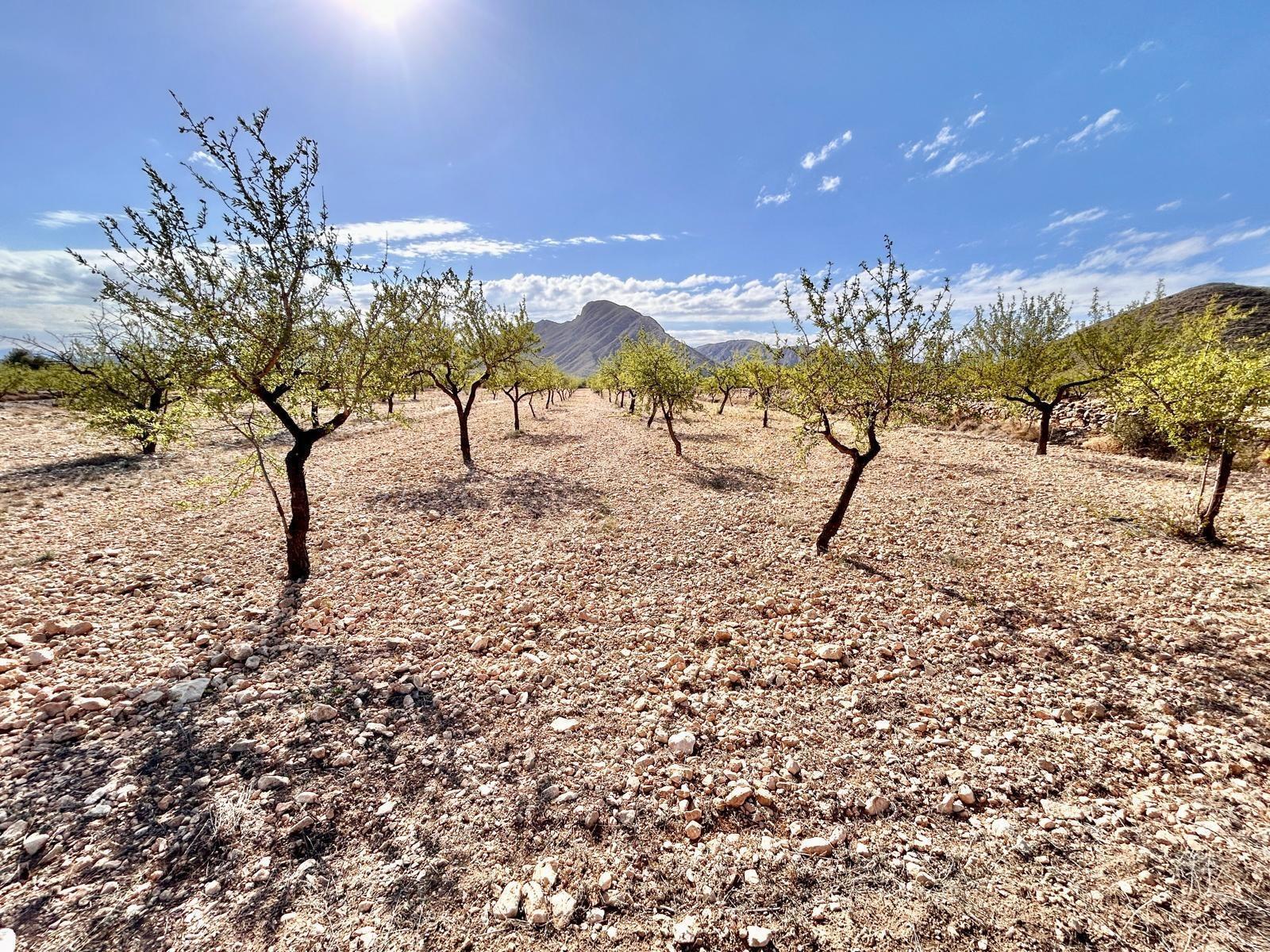 Terreno en Orihuela, Alicante en venta Foto del edificio- Imagen 1 de 3