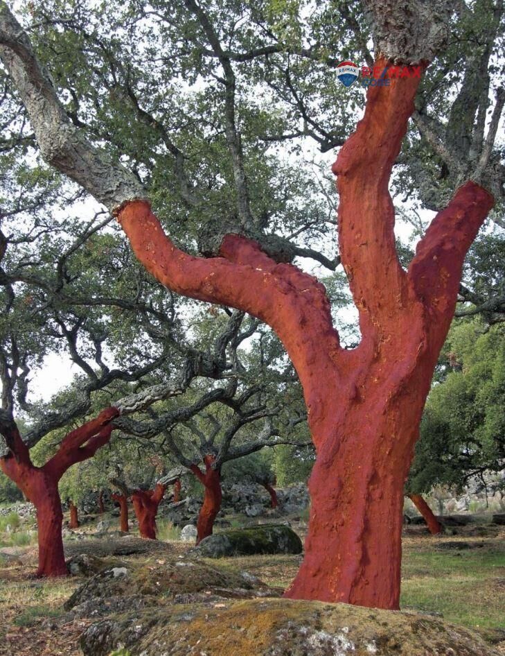 Terreno en Cáceres en venta Foto del edificio- Imagen 1 de 2