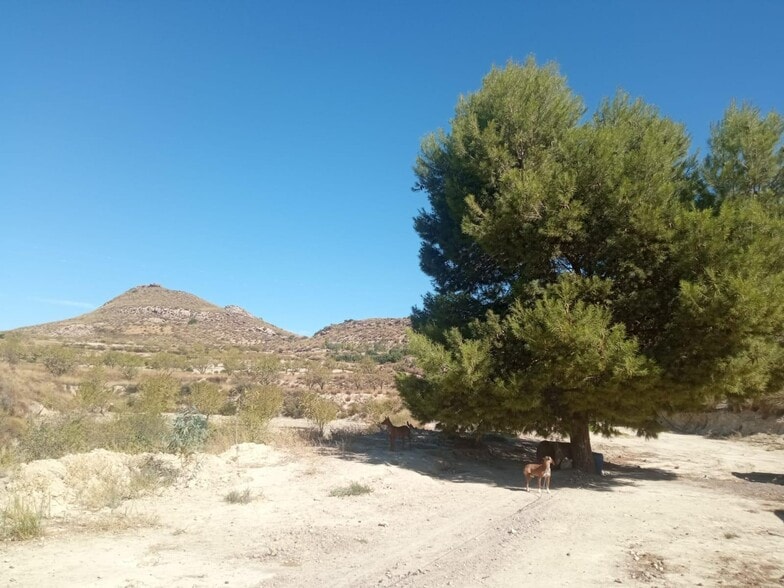 Terreno en Lorca, Murcia en venta - Foto del edificio - Imagen 3 de 41
