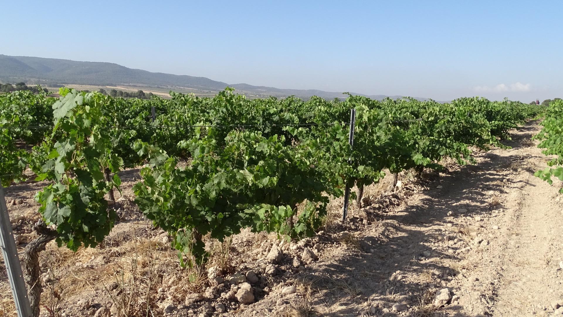 la Font de la Figuera, Villena, Alicante en venta Foto principal- Imagen 1 de 17