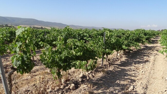 Más detalles de la Font de la Figuera, Villena - Terreno en venta