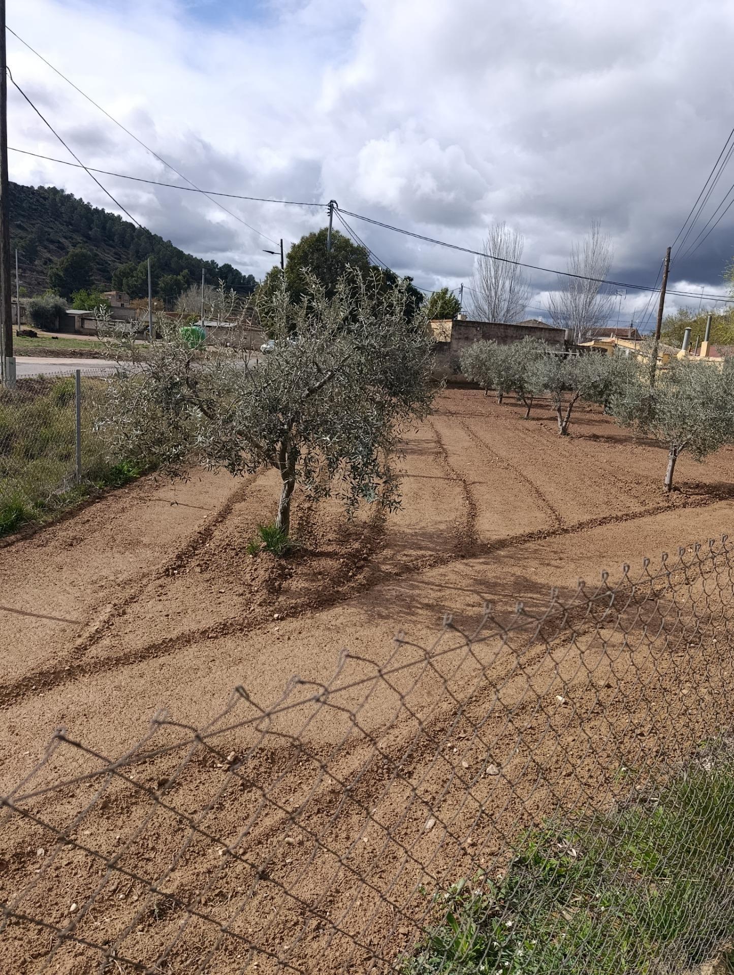 Terreno en Bullas, Murcia en venta Plano del sitio- Imagen 1 de 8