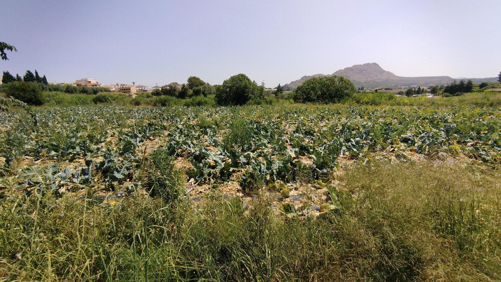 Terreno en Calasparra, Murcia en venta Foto del edificio- Imagen 1 de 8