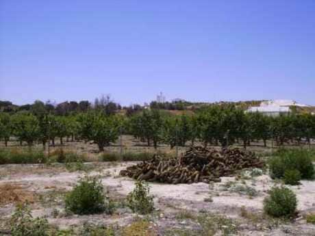 Terreno en Cehegín, Murcia en venta - Plano del sitio - Imagen 3 de 6