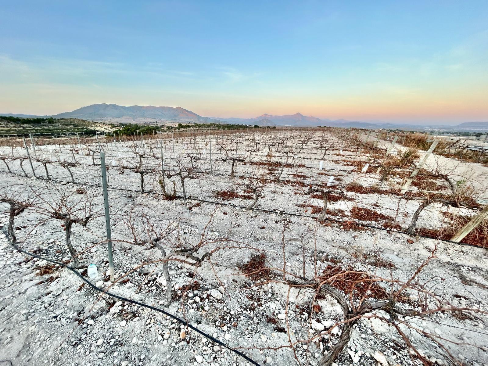 Terreno en Novelda, Alicante en venta Vista aérea- Imagen 1 de 5