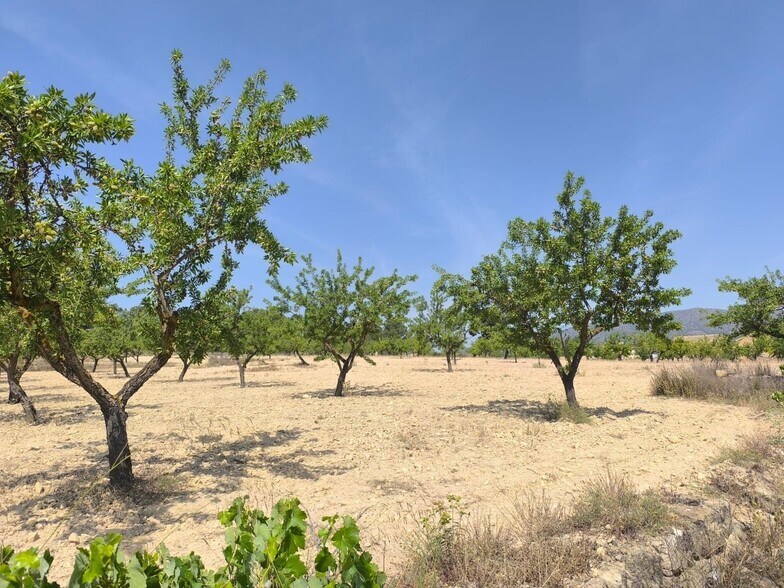 Terreno en MONÒVER, Alicante en venta - Foto principal - Imagen 3 de 5