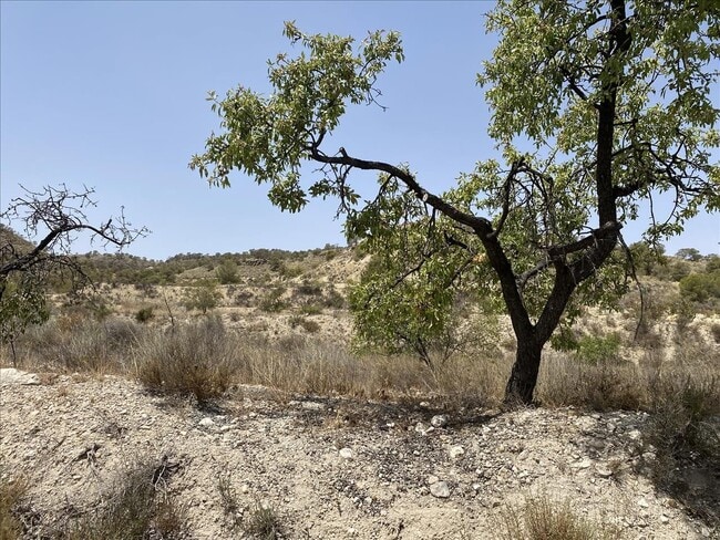 Más detalles de Camino del Algarrobo, 7, Abanilla - Terreno en venta