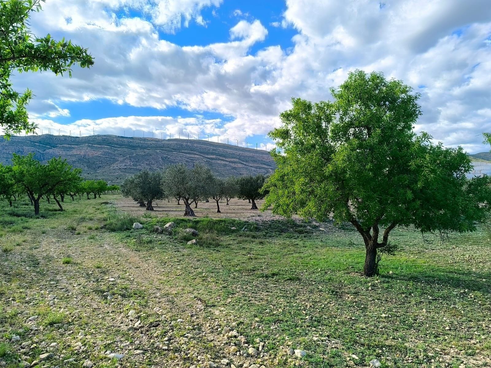 Terreno en Caudete, Albacete en venta Plano del sitio- Imagen 1 de 7