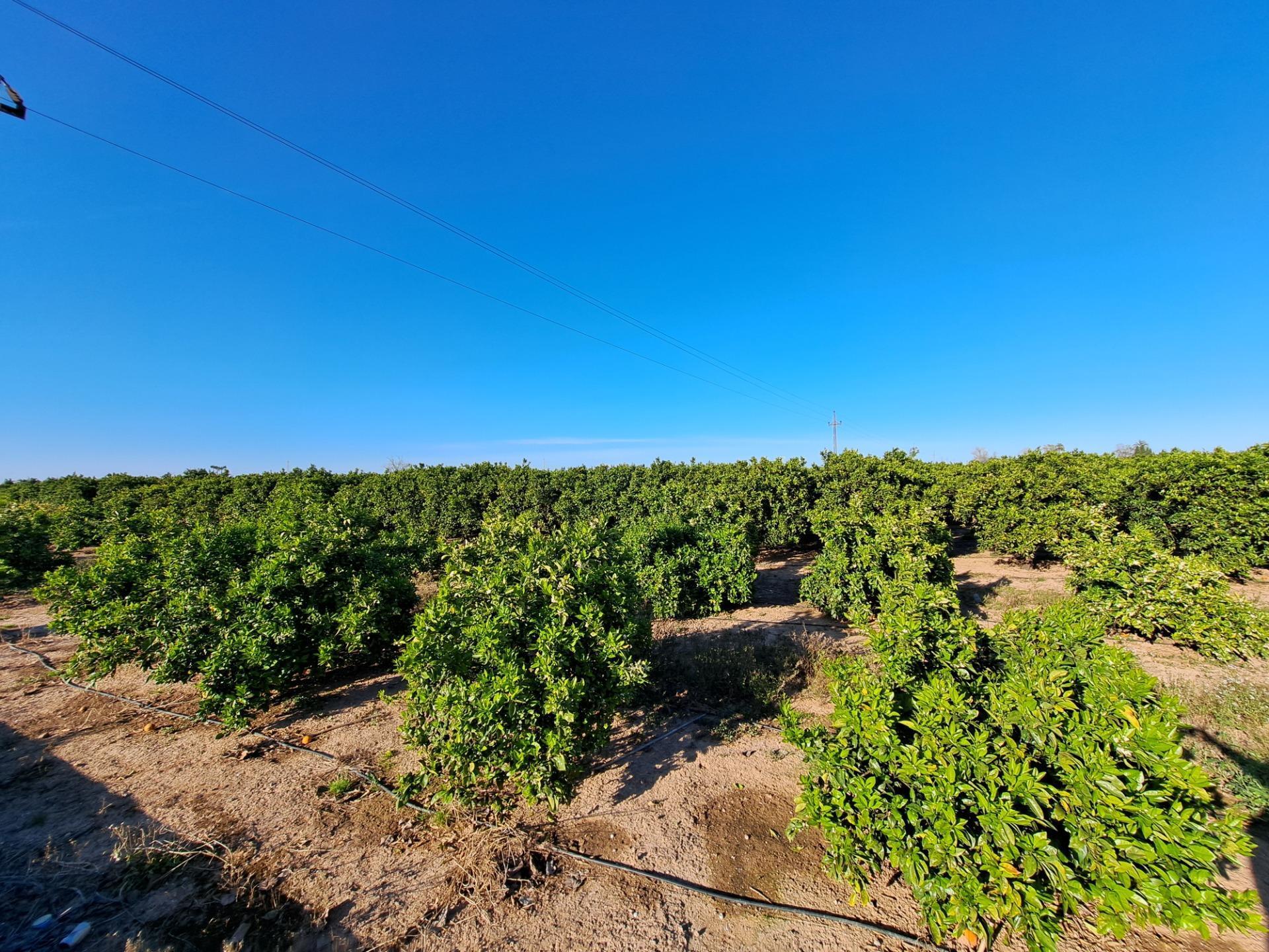 Terreno en Alzira, Valencia en venta Foto principal- Imagen 1 de 36