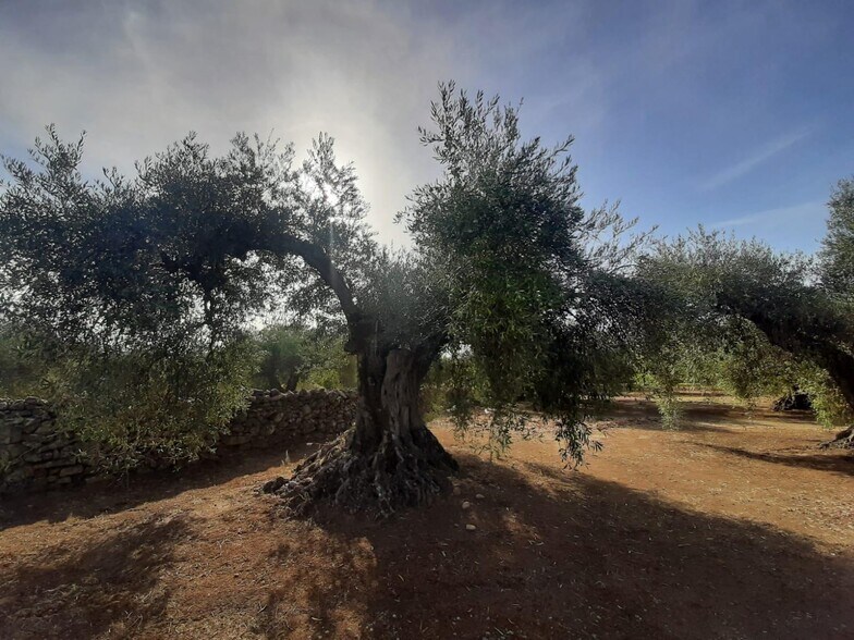 Terreno en Torre de Santa María, Cáceres en venta - Foto del edificio - Imagen 3 de 16
