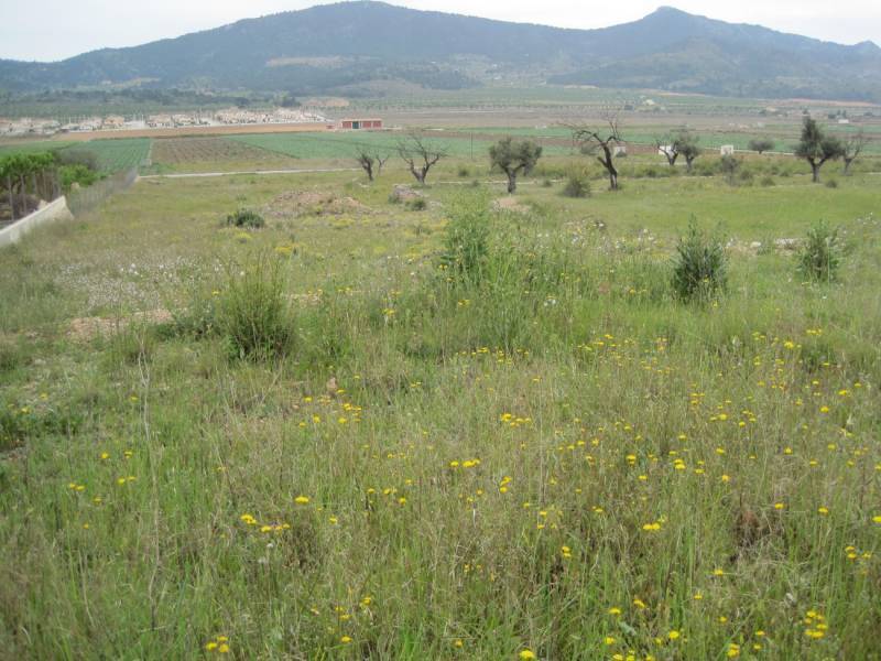 Terreno en HONDÓN DE LAS NIEVES, Alicante en venta Plano del sitio- Imagen 1 de 3
