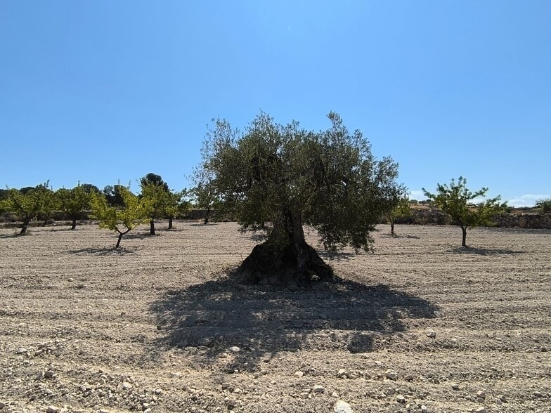 Terreno en MONÒVER, Alicante en venta - Foto principal - Imagen 1 de 12