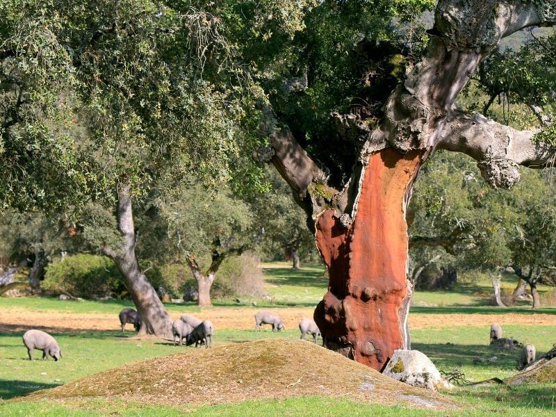 Terreno en Mérida, Badajoz en venta Vista aérea- Imagen 1 de 9