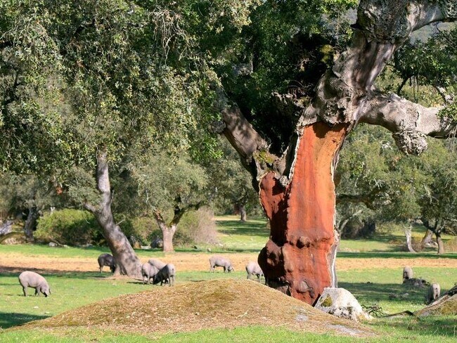 Más detalles de Terreno en venta