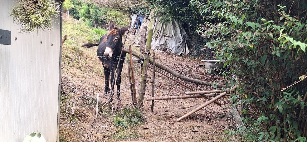 Camino del Molino, S/N, Gijón, Asturias en venta - Foto del edificio - Imagen 2 de 34