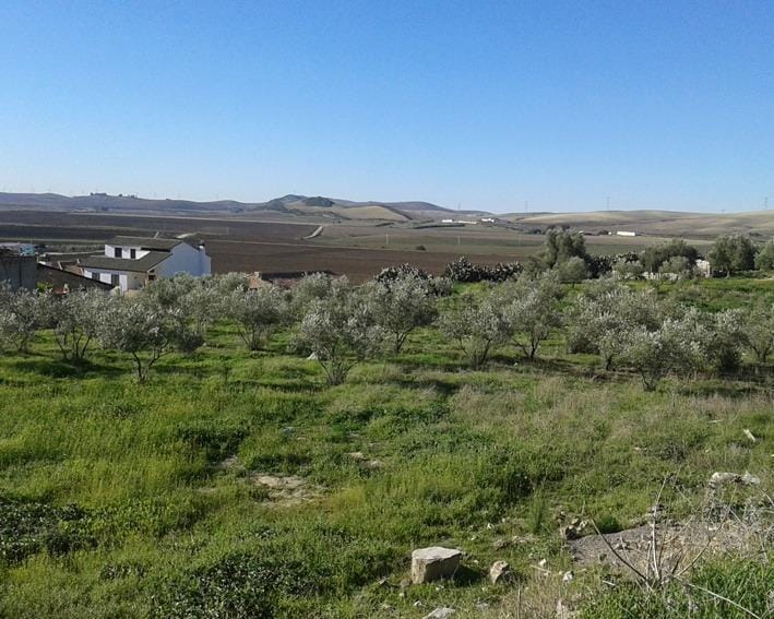 Terreno en Espera, Cádiz en venta - Vista aérea - Imagen 2 de 4