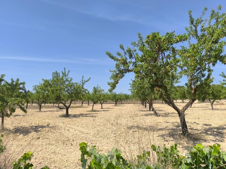 Terreno en MONÒVER, Alicante en venta - Foto principal - Imagen 1 de 5