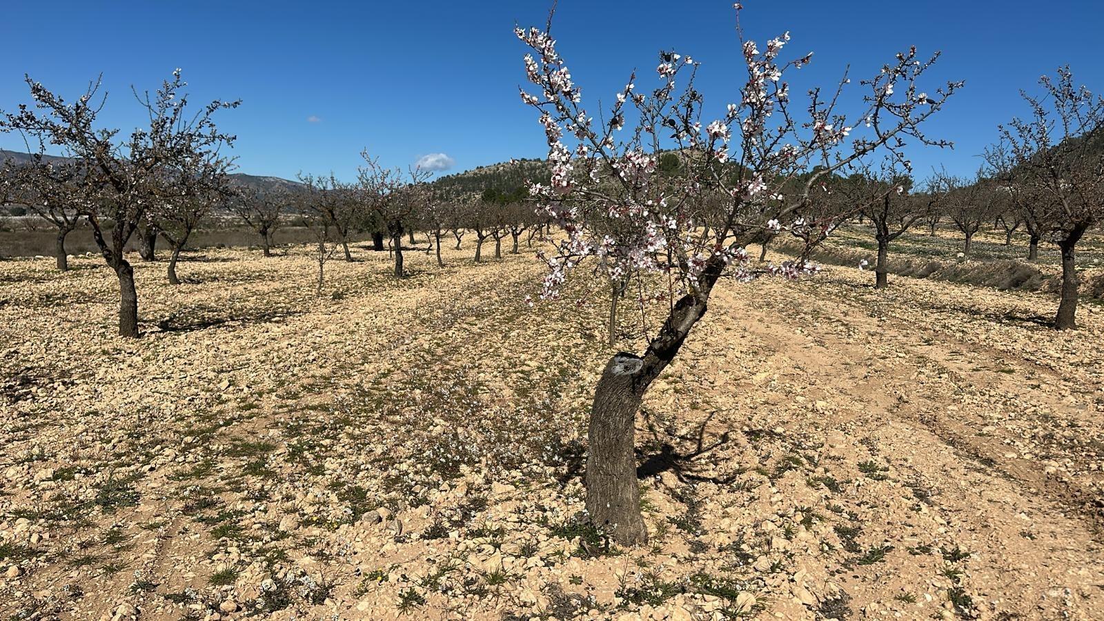 Terreno en MONÒVER, Alicante en venta Foto del edificio- Imagen 1 de 11