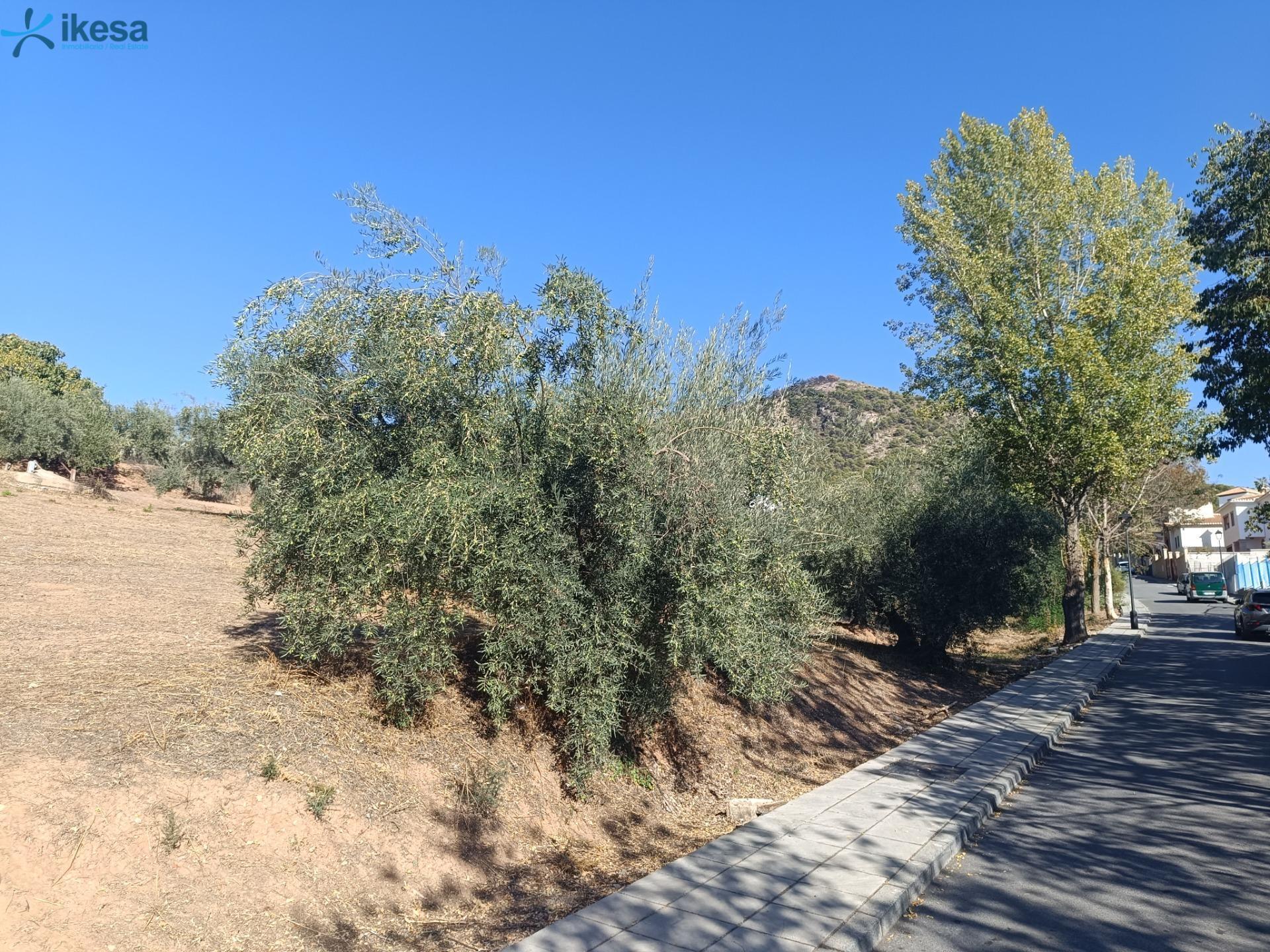 Terreno en Nívar, Granada en alquiler Plano del sitio- Imagen 1 de 6