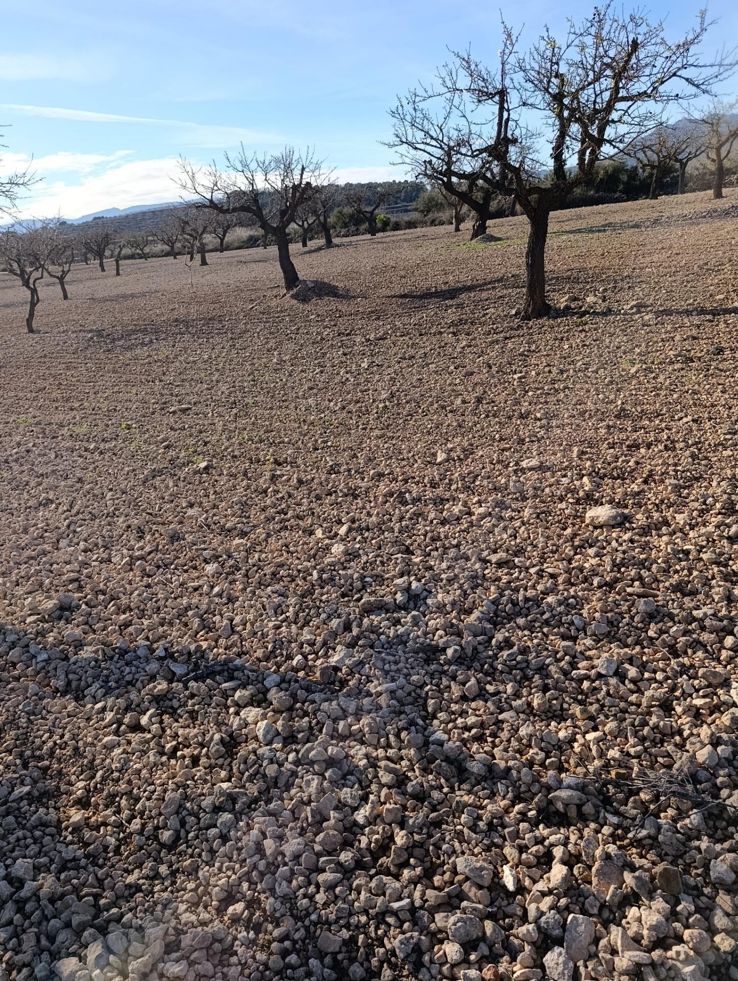 Terreno en Bullas, Murcia en venta Foto principal- Imagen 1 de 11