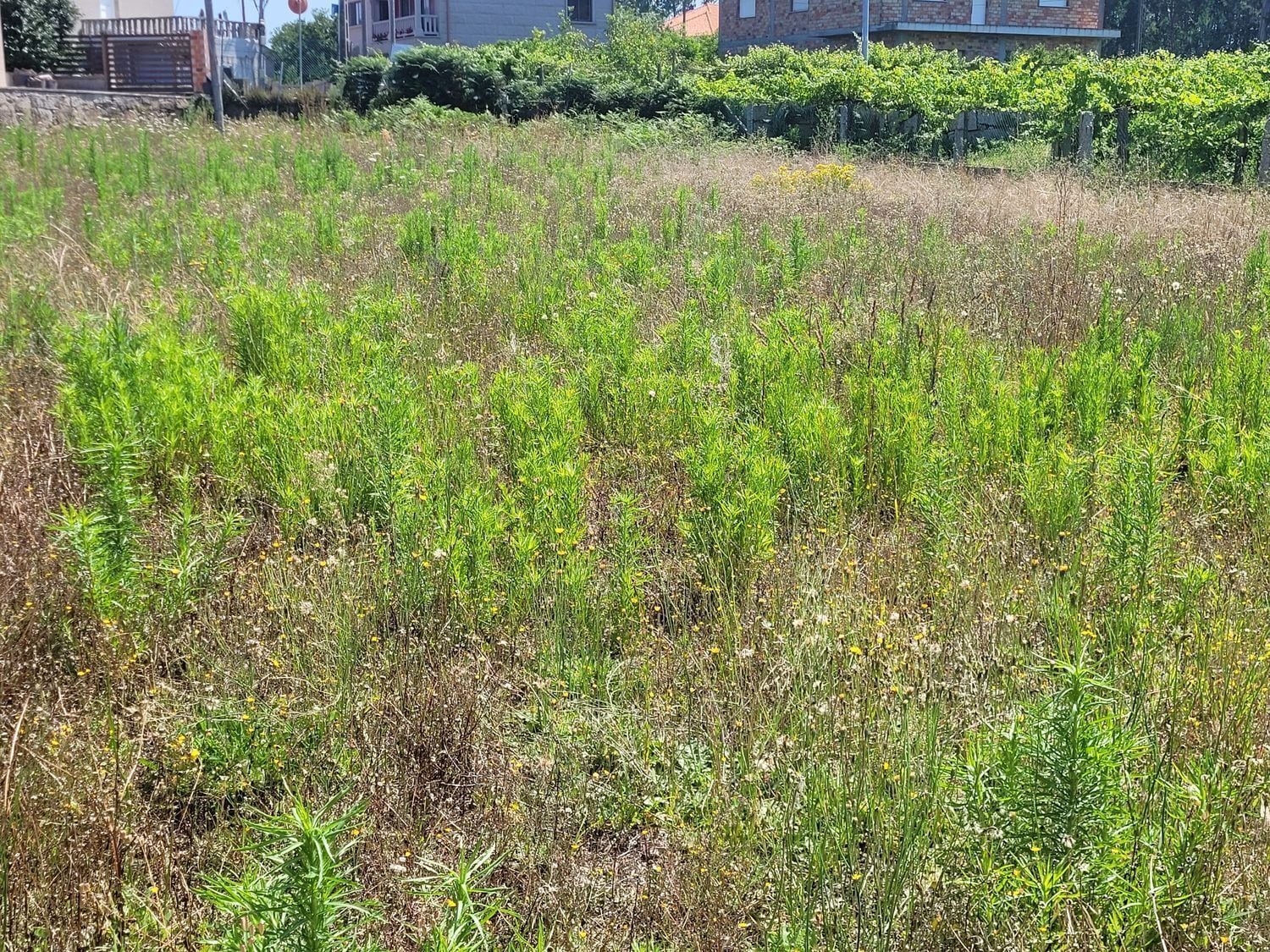 Terreno en Cambados, Pontevedra en venta Foto del edificio- Imagen 1 de 10