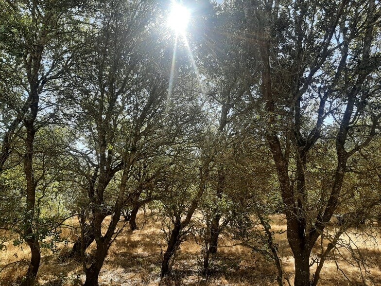 Terreno en Torreorgaz, Cáceres en venta - Foto principal - Imagen 1 de 6