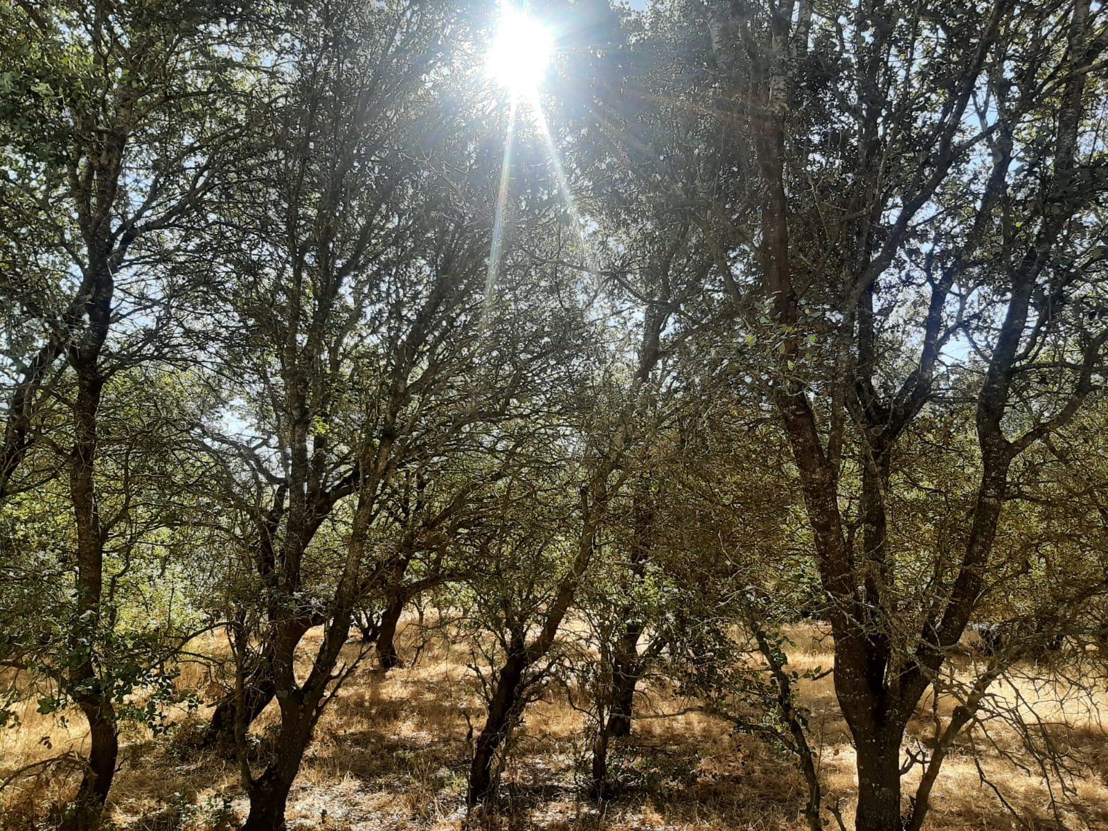 Terreno en Torreorgaz, Cáceres en venta Foto principal- Imagen 1 de 7