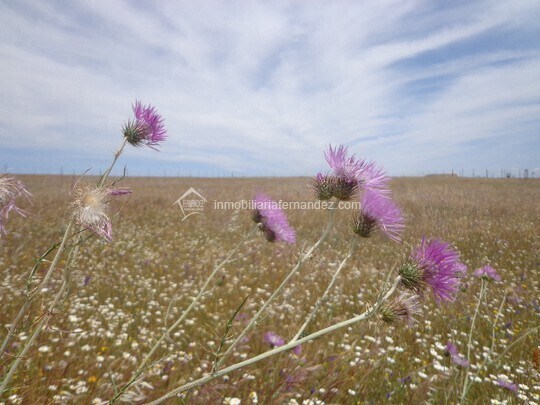 Terreno en Sierra de Fuentes en venta - Vista aérea - Imagen 2 de 2