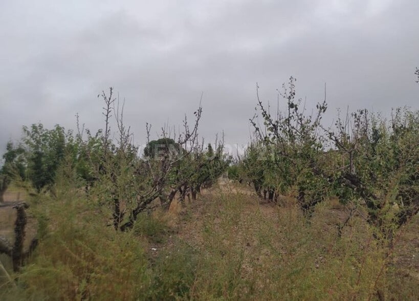 Vereda, 246, Jumilla, Murcia en venta - Foto del edificio - Imagen 2 de 11