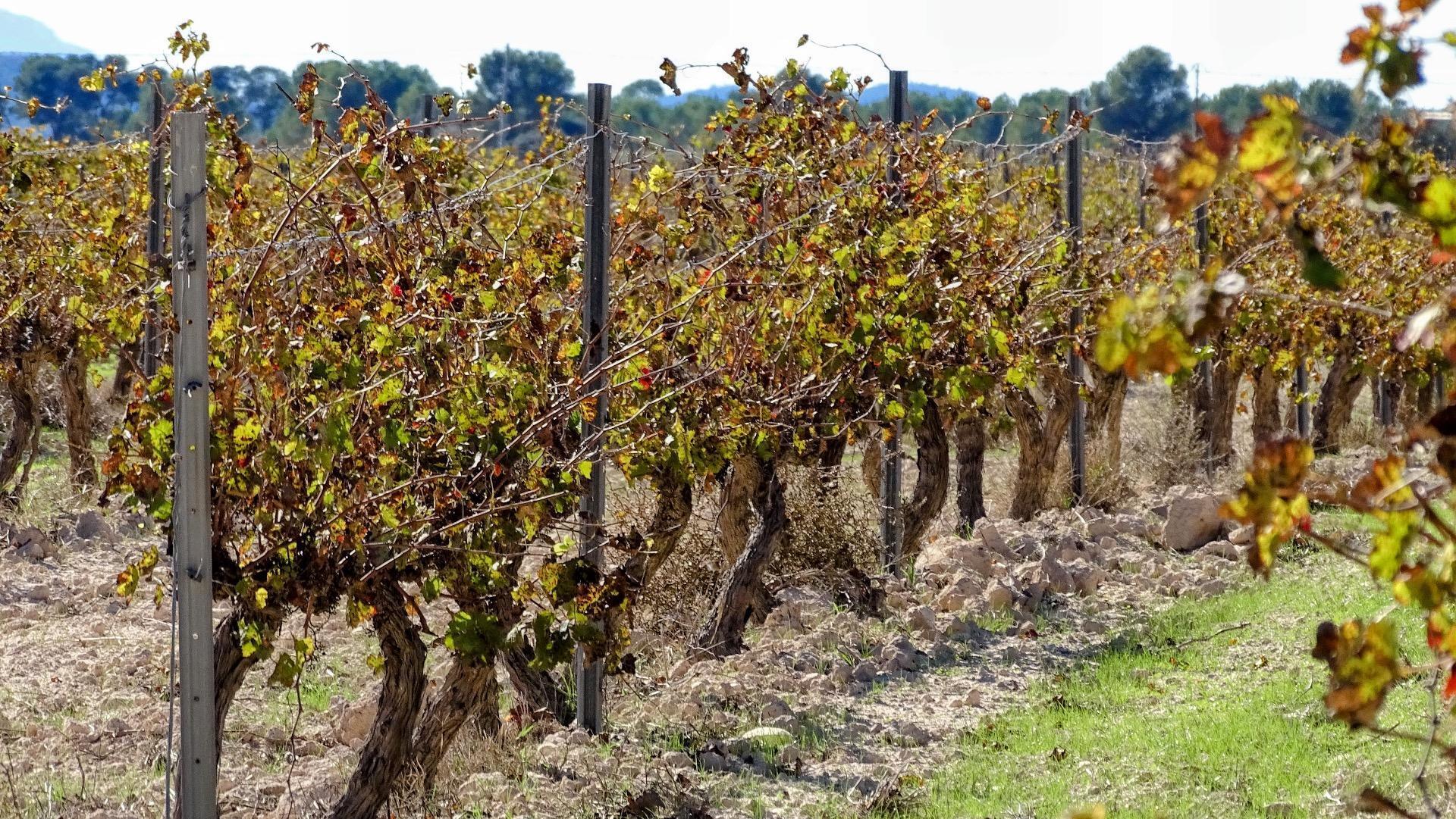 la Font de la Figuera, Villena, Alicante en venta Foto del edificio- Imagen 1 de 22