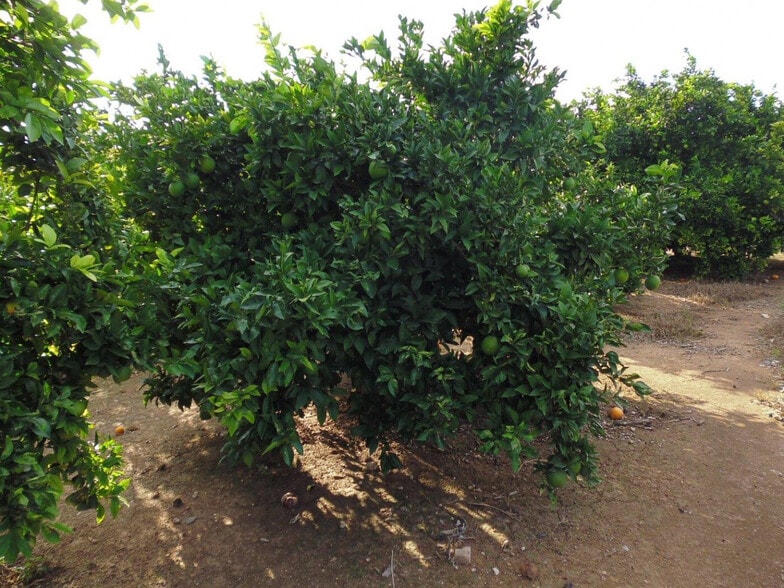 Terreno en Alzira en venta - Foto del edificio - Imagen 2 de 7