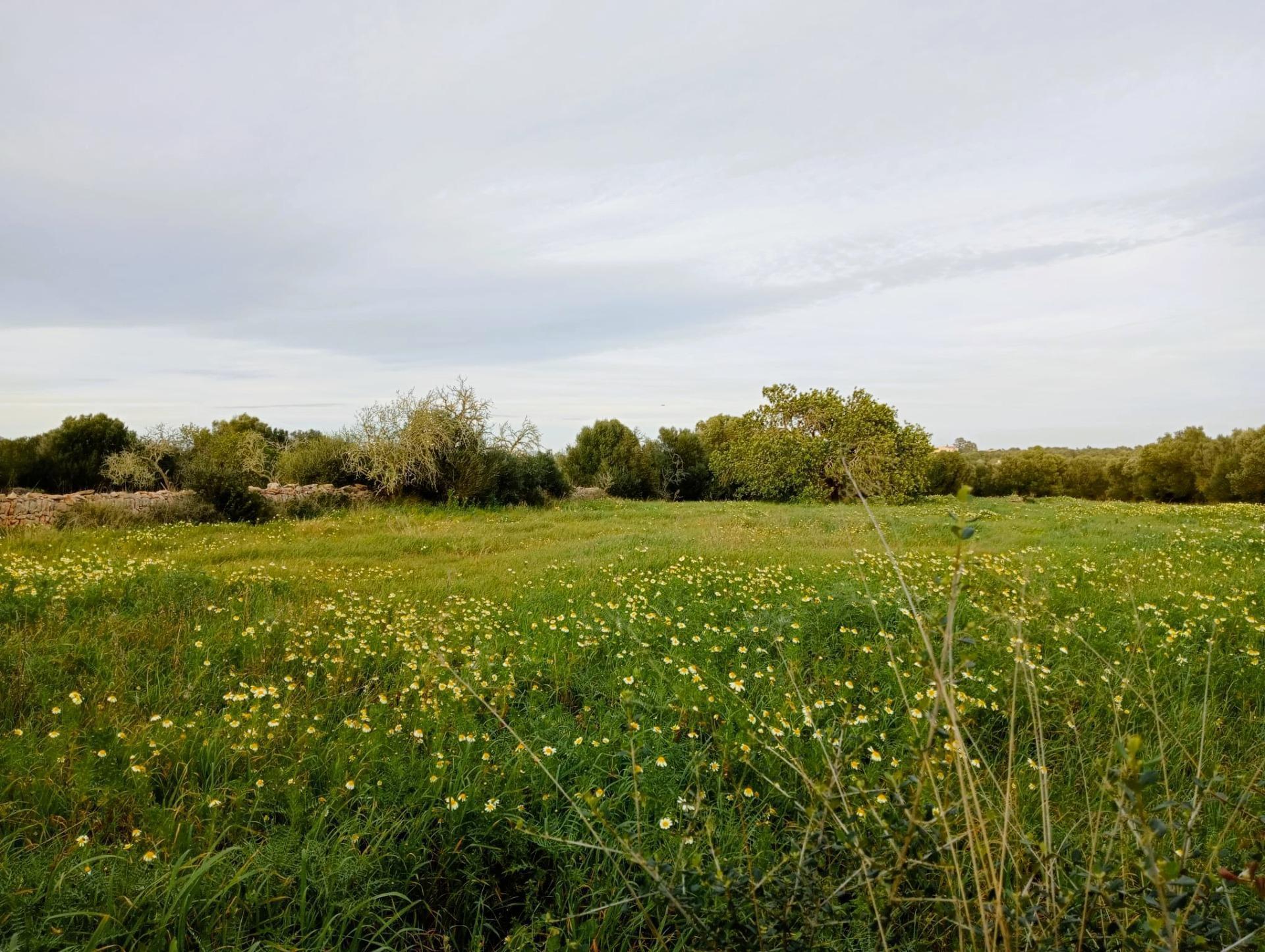 Terreno en Santanyí, Islas Baleares en venta Foto principal- Imagen 1 de 14