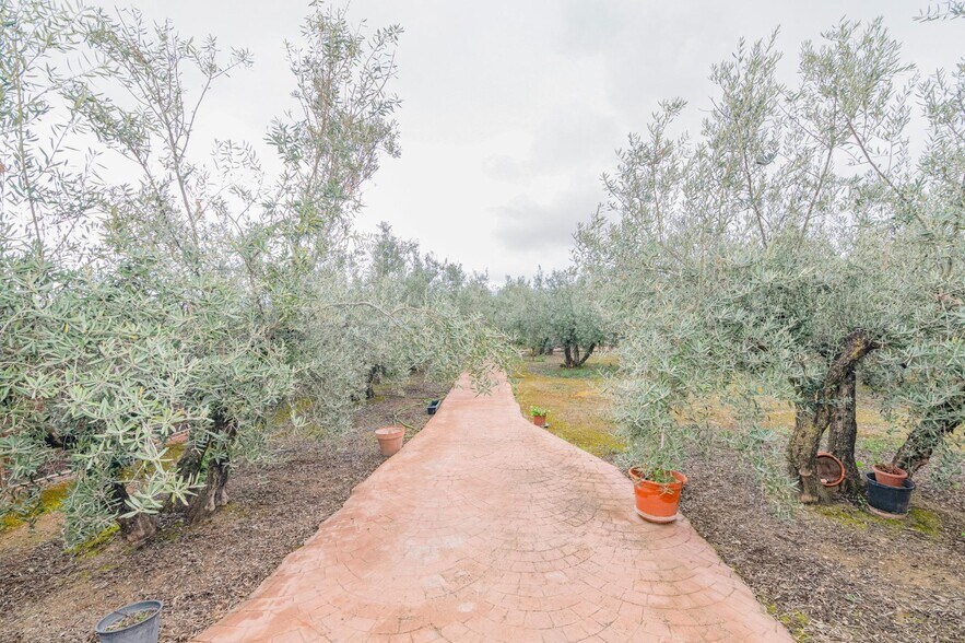 Terreno en Ogíjares, Granada en venta - Foto del edificio - Imagen 3 de 25