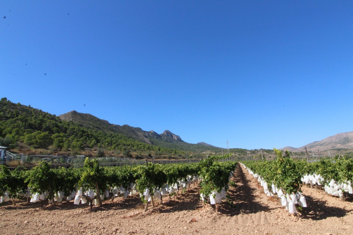 Terreno en La Romana, Alicante en venta Vista aérea- Imagen 1 de 4