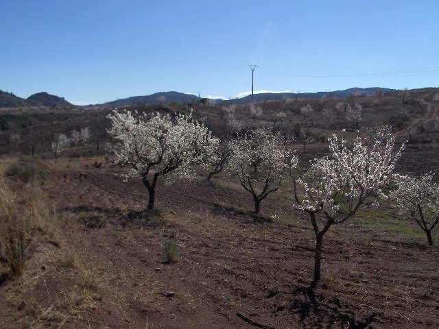 Terreno en Lorca en venta - Foto del edificio - Imagen 3 de 6