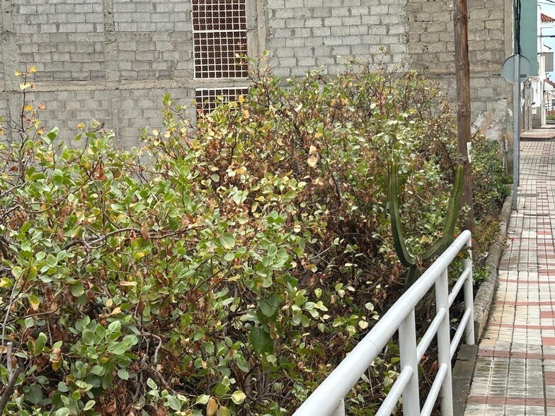 Calle Cieguita de Lugarejo, 11, Las Palmas de Gran Canaria, Las Palmas en venta - Foto del edificio - Imagen 3 de 12