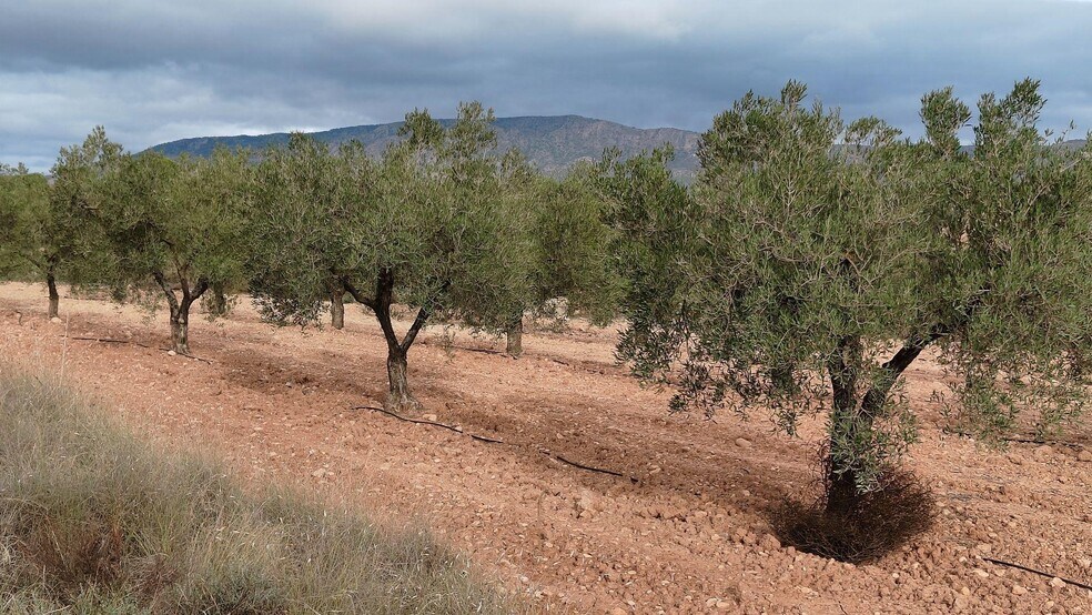 Terreno en MONÒVER, Alicante en venta - Plano del sitio - Imagen 3 de 15