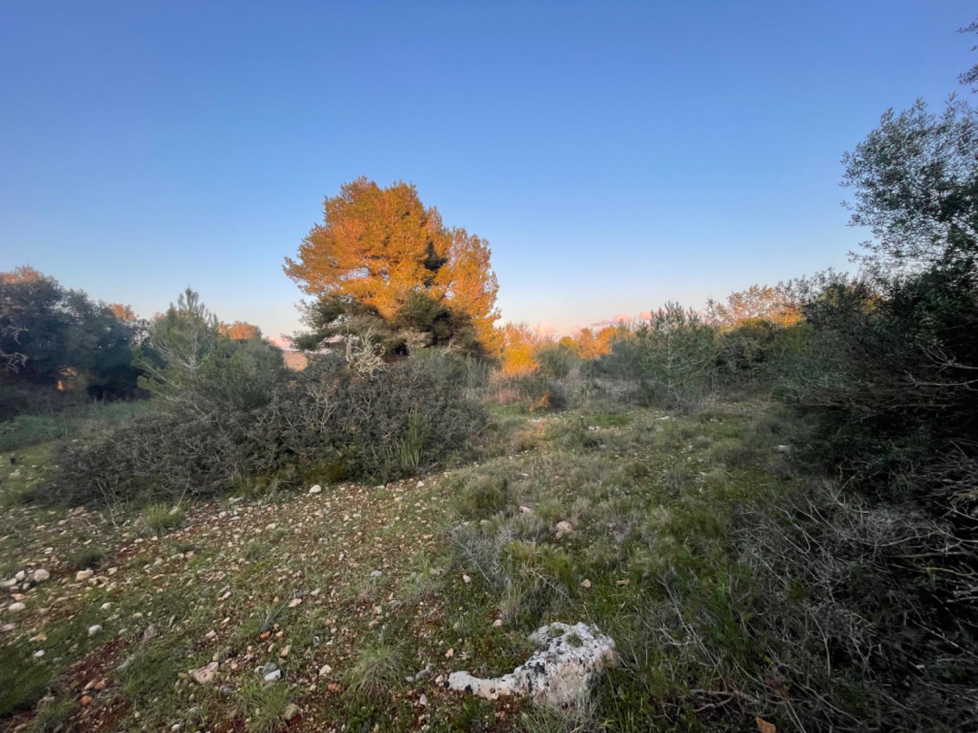 Terreno en Manacor en venta Vista aérea- Imagen 1 de 7