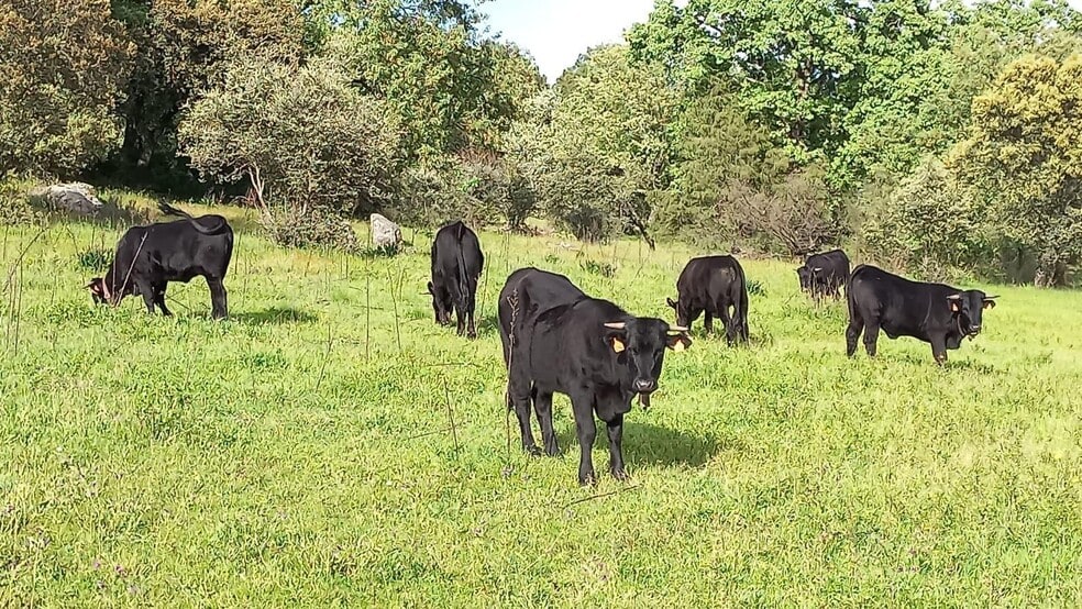 Terreno en Mombeltrán, Ávila en venta - Foto del edificio - Imagen 2 de 17