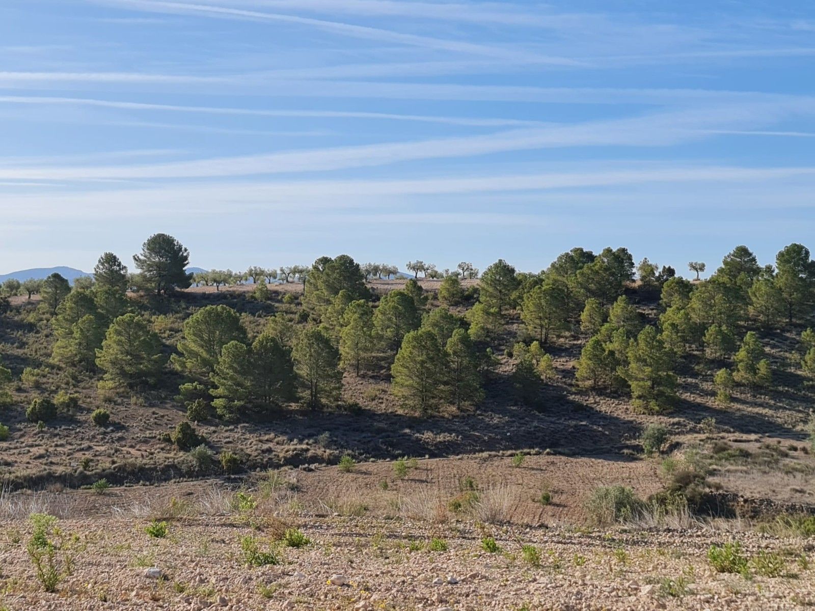 Terreno en Yecla, Murcia en venta Foto principal- Imagen 1 de 15