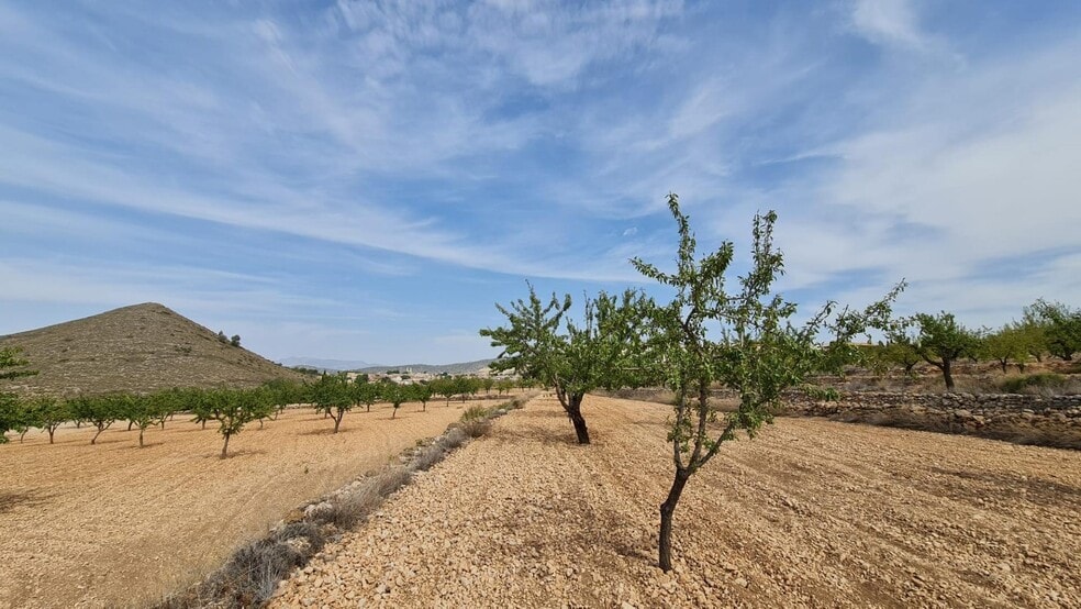 Terreno en Algueña, Alicante en venta - Foto principal - Imagen 1 de 8