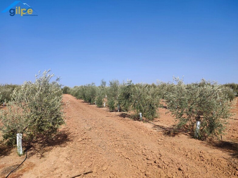 Terreno en Arahal, Sevilla en venta - Foto principal - Imagen 3 de 6