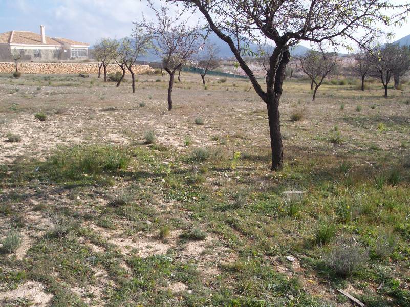 Terreno en Hondón de los Frailes, Alicante en venta Foto del edificio- Imagen 1 de 2