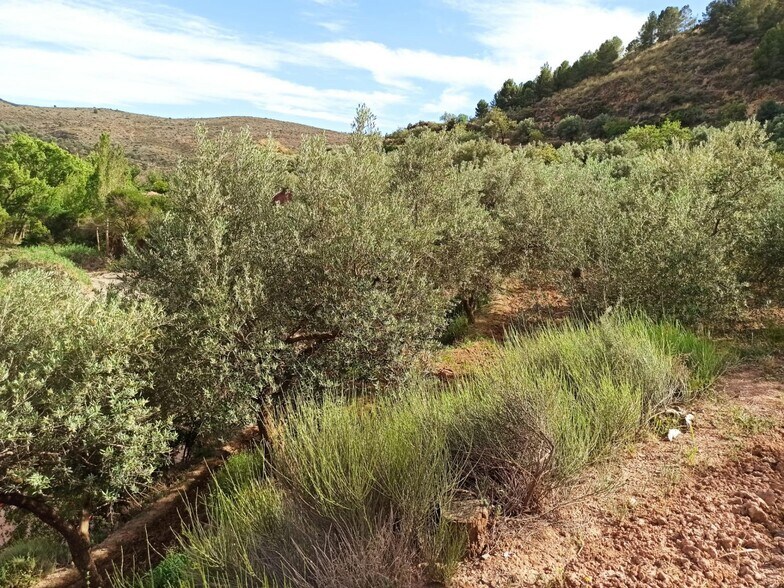 Terreno en Alcolea del Río, Sevilla en venta - Foto principal - Imagen 3 de 12