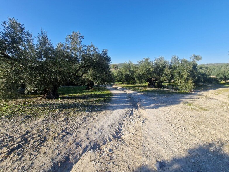 Polígono Ua-10, Parcela 164, Montilla, Córdoba en venta - Foto del edificio - Imagen 3 de 15