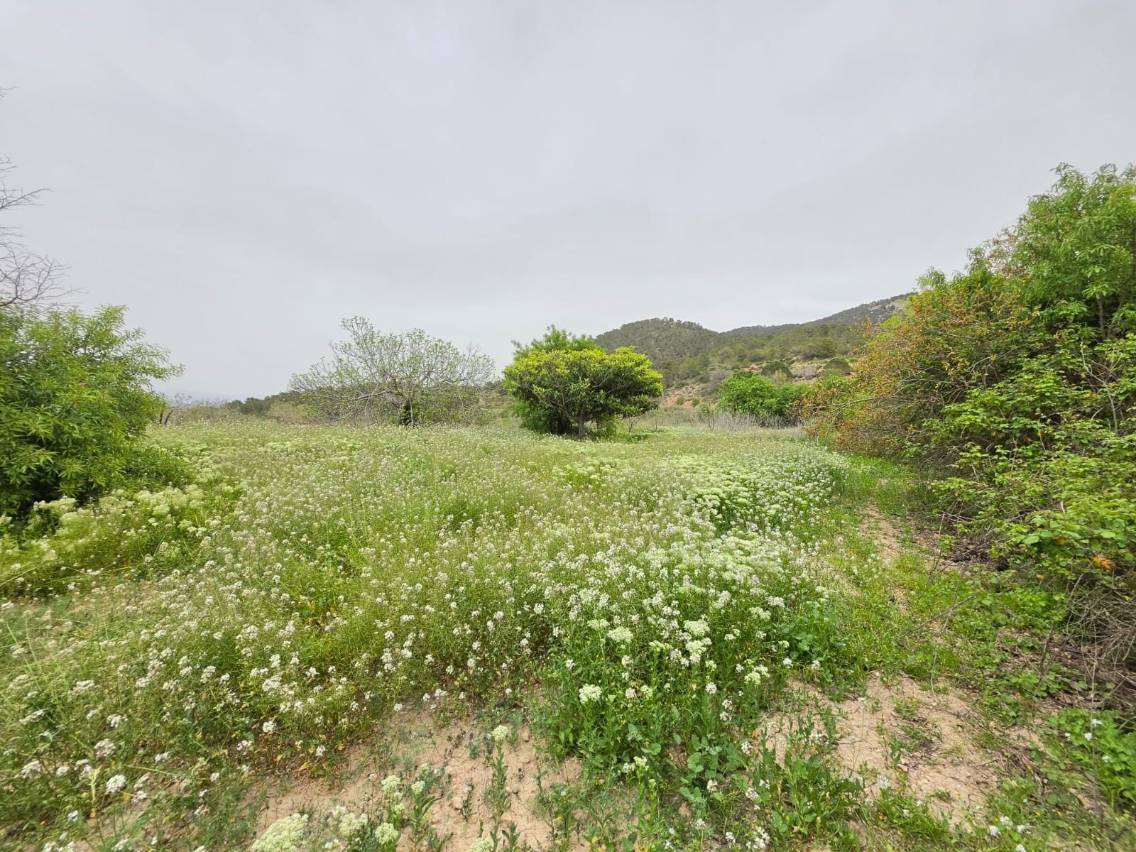 Terreno en MONÒVER, Alicante en venta Foto del edificio- Imagen 1 de 11