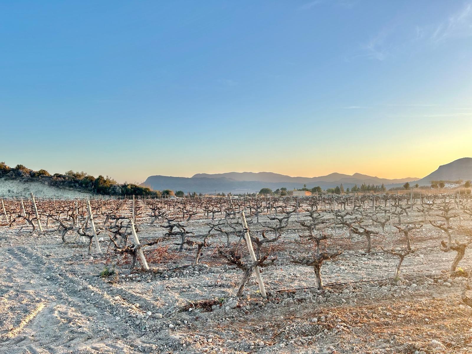 Terreno en Novelda, Alicante en venta Vista aérea- Imagen 1 de 8