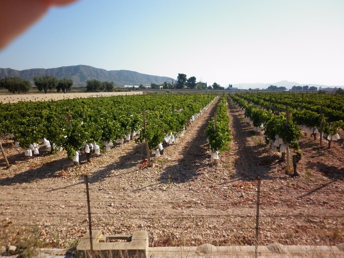 Bascula, Novelda, Alicante en venta Vista aérea- Imagen 1 de 11