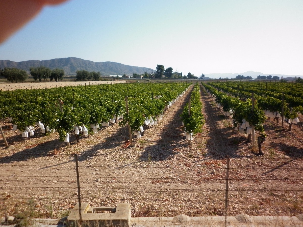 Terreno en Novelda, Alicante en venta Vista aérea- Imagen 1 de 11