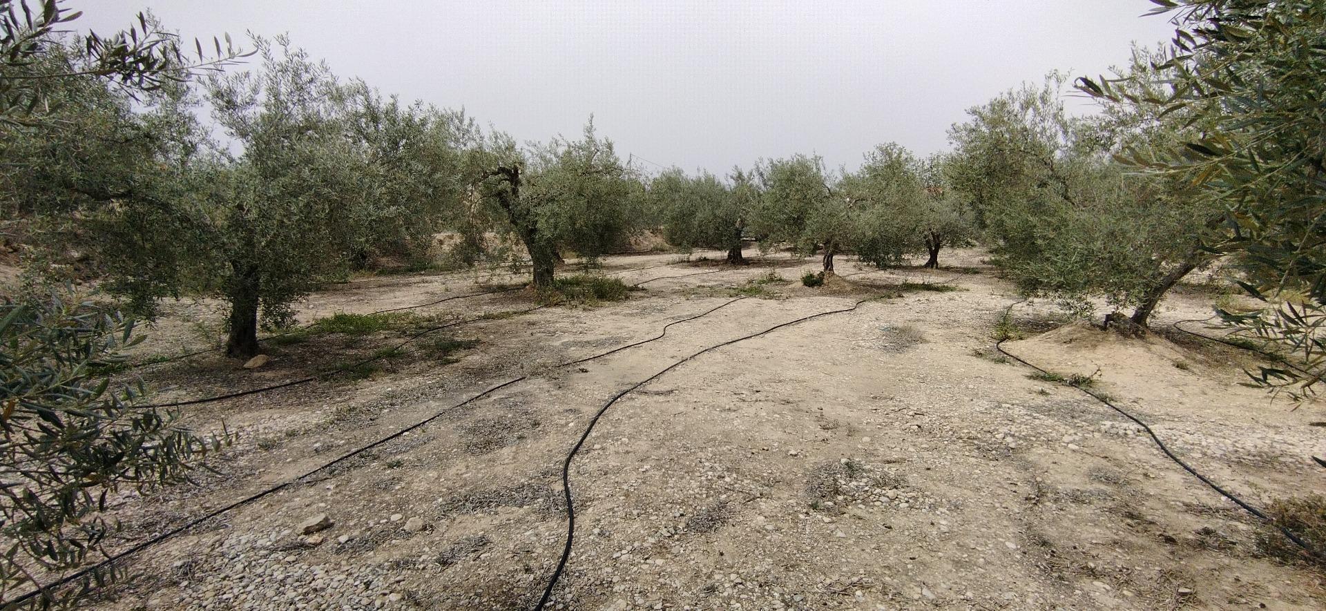 Terreno en Calasparra, Murcia en venta Foto del edificio- Imagen 1 de 20
